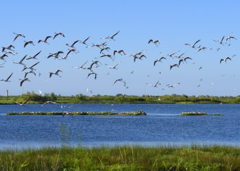 Veneto - Cavallino Treporti - Lio Piccolo - Sterne artiche e fenicotteri in volo col campanile di Kio Piccolo sullo sfondo